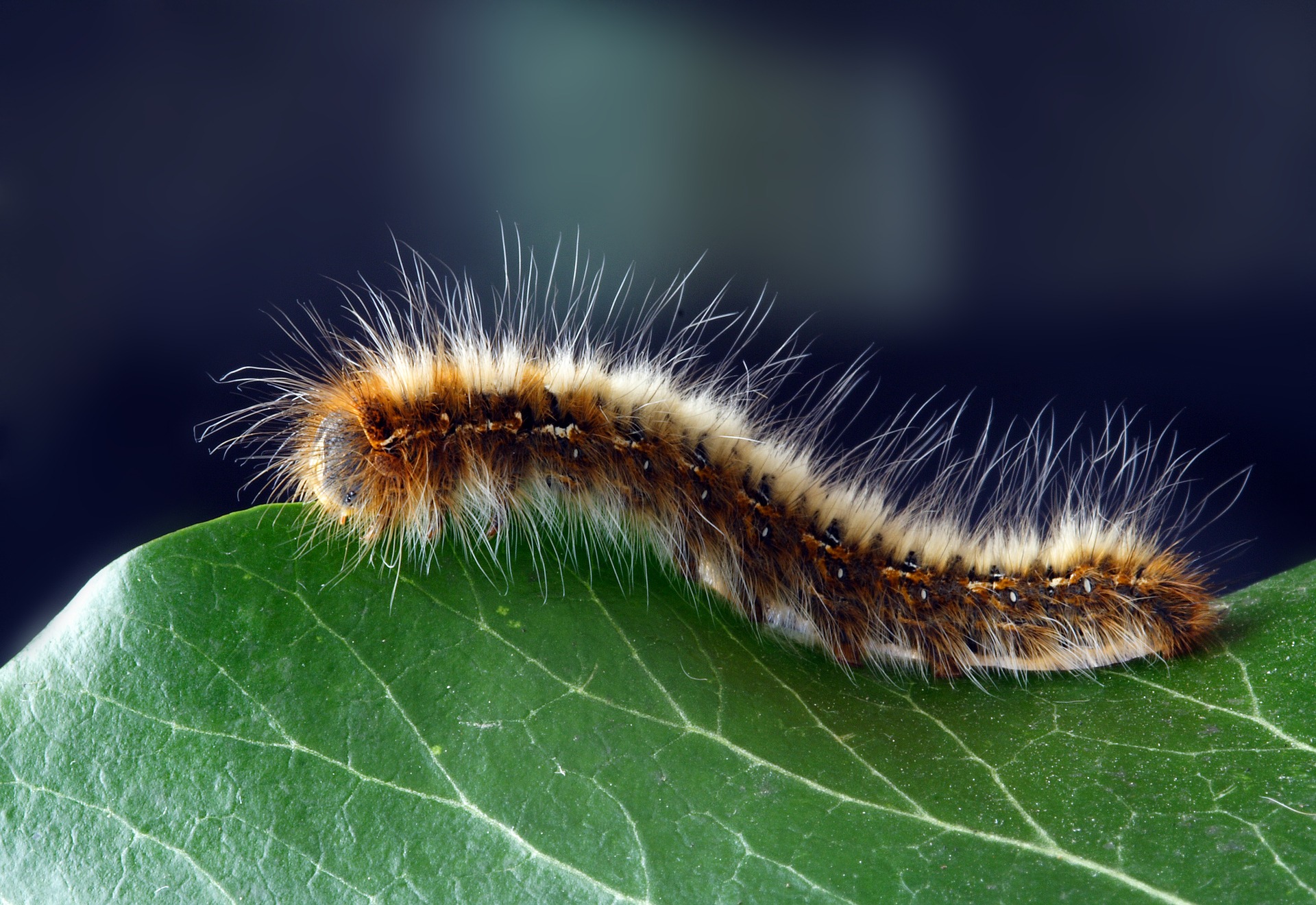 caterpillar-1727984_1920